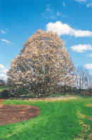 Wada's Memory Magnolia - Magnolia kobus - 3" Caliper Ball & Burlap Tree