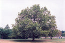 London Planetree - Platanus x acerifolia - 2.5" Caliper Ball & Burlap Tree