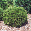 Hetz Midget Arborvitae - Thuja occidentalis - 2 Gallon Potted Evergreen Shrub