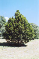 American Hornbeam - Carpinus caroliniana - 1.75" Caliper Ball & Burlap Tree