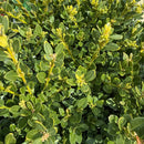 Green Velvet Boxwood - Buxus sp. - 5 Gallon Potted Shrub