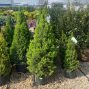 Dwarf Alberta Spruce - Picea glauca 'Conica' - 6