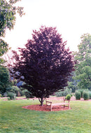 Rohan Purple Beech - Fagus sylvatica 'Rohanii' - 2.5" Caliper Ball & Burlap Tree