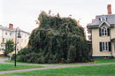 Weeping Purple Beech - Fagus sylvatica 'Purpurea Pendula' - 1.75" Caliper Ball & Burlap Tree