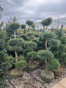 Scotch Pine (Poodle) - Pinus sylvestris - 5-6 Foot Ball & Burlap Tree