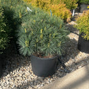 Blue Shag White Pine - Pinus strobus - 3 Gallon Potted Shrub