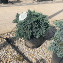Blue Star Juniper - Juniperus squamata - 5 Gallon Potted Evergreen Shrub
