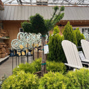 Butterfly Arborvitae (Topiary) - Thuja occidentalis - Boxed Evergreen