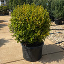 NewGen Freedom® Boxwood - Buxus - 5 Gallon Potted Shrub