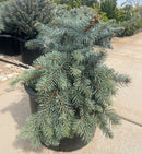 Procumbens Blue Spruce - Picea pungens - 6 Gallon Potted Shrub