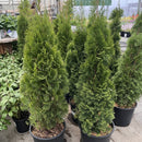 Emerald Green Arborvitae - Thuja - 6-7