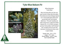 Tyler Blue Balsam Fir - Abies balsamea - 6 Gallon Potted Tree