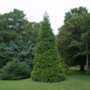 Green Giant Arborvitae - 7 Gallon