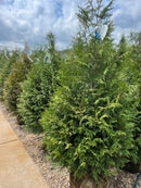 Leprechaun Arborvitae - Thuja plicata x standishii - 4-5' Foot Ball & Burlap Tree