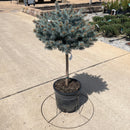 Globe Blue Spruce (Standard Form) - Picea pungens 'Globosa' - 5 Gallon Potted Topiary