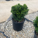 Dwarf Hinoki Falsecypress - Chamaecyparis obtusa 'Nana Gracilis' - 2