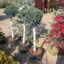 Blue Star Juniper - Juniperus squamata - 6