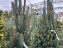 Columnar Norway Spruce - Picea abies 'Cupressina' - 5-6 Foot Ball & Burlap Tree