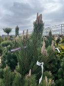 Oregon Green Austrian Pine - Pinus nigra - 4-5 Foot Ball & Burlap Tree