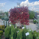 Bloodgood Japanese Maple (Screen)- Acer palmatum - 5' Foot Boxed Tree