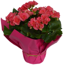 6" Premium Pink Begonia Rieger