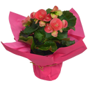 4.25" Pink Begonia Rieger