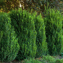 Green Mountain Boxwood (Assorted Column or Pyramid Shape) - Buxus - 3 Gallon Potted Evergreen Shrub