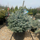 Monty® Blue Spruce - Picea pungens 'IMNoHoop' - 6 Gallon Potted Tree