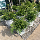 Soft Serve® False Cypress - Chamaecyparis pisifera - 3 Gallon Potted Evergreen Shrub