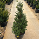 Upright Japanese Yew - Taxus cuspidata 'Capitata' - 6 Gallon Potted Evergreen Shrub