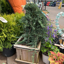 Blue Rug Juniper (Standard Form) - Juniperus horizontalis 'Wiltonii' - 10 Gallon Boxed Evergreen Topiary