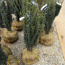 Sky Pencil Japanese Holly - Ilex crenata - 2-2.5 Foot Ball & Burlap Evergreen Shrub