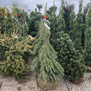 Weeping White Spruce - Picea glauca 'Pendula' - 4-5 Foot Ball & Burlap Evergreen Tree
