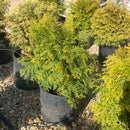 Night Light™ Hinoki Falsecypress - Chamaecyparis obtusa - 3