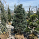 Vanderwolf's Pyramid Pine - Pinus flexilis - 5-6 Foot Ball & Burlap Tree