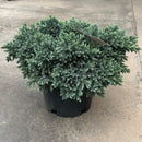 Blue Star Juniper - Juniperus squamata - 3 Gallon Potted Evergreen Shrub