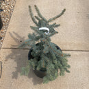 Procumbens Blue Spruce - Picea pungens - 6 Gallon Potted Shrub