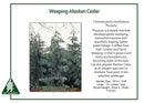 Weeping Nootka Cypress - Chamaecyparis nootkatensis 'Pendula' - 6 Gallon Potted Tree