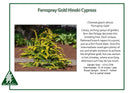 Fernspray Gold Hinoki Cypress - Chamaecyparis obtusa - 3 Gallon Potted Evergreen Shrub