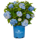 Hydrangea, Endless Summer - The Original BigLeaf Flowering Shrub, 2 Gallon Container