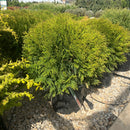 Woodward Globe Arborvitae - Thuja occidentalis ‘Woodwardii’ - 3 Gallon Potted Evergreen Shrub