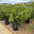 Sea Green Juniper - Juniperus chinensis - 5 Gallon Potted Evergreen Shrub