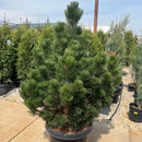 Irish Bell Bosnian Pine - Pinus heldreichii - 20 Gallon Potted Tree