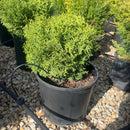 Hetz Midget Arborvitae - Thuja occidentalis - 3 Gallon Potted Evergreen Shrub
