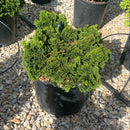 Dwarf Hinoki Falsecypress - Chamaecyparis obtusa - 3