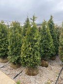 Northern Spire Giant Arborvitae - Thuja plicata - 5-6 Foot Ball & Burlap Tree