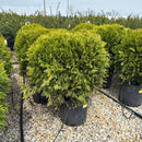 Danica Arborvitae - Thuja occidentalis - 3 Gallon Potted Evergreen Shrub