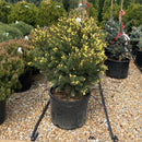 Mac's Golden White Spruce - Picea glauca - 6 Gallon Potted Evergreen Shrub