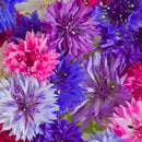 BAG-O-BLOOM - Bachelor Buttons