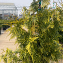 Lucky Find Arborvitae - Thuja plicata - 3 Gallon Potted Tree